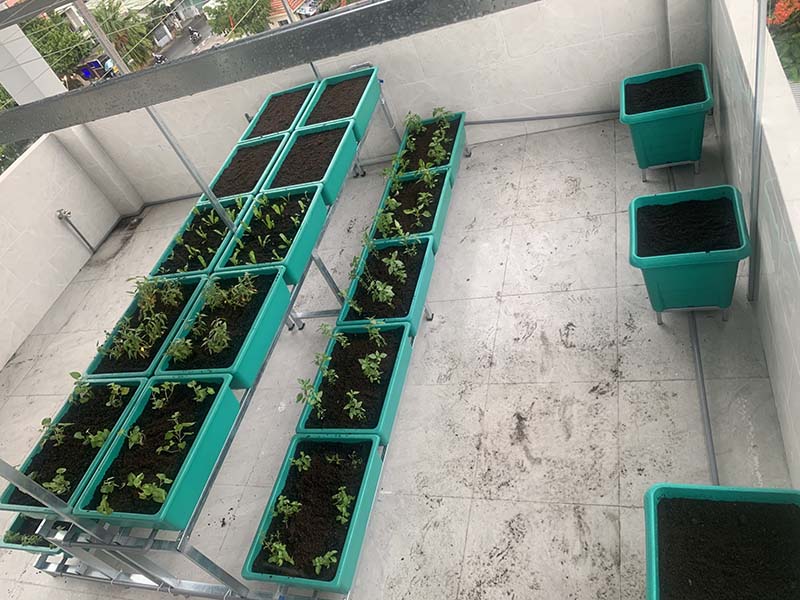 Trồng rau sạch tại nhà đắt hay rẻ