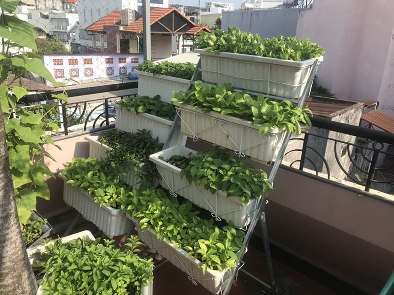 Chi phí trồng rau sạch tại nhà