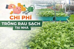 Chi phí trồng rau sạch tại nhà