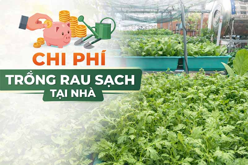 Chi phí trồng rau sạch tại nhà