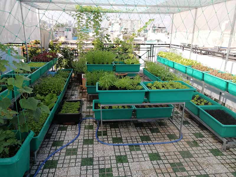Sân thượng nhỏ trồng rau sạch tại nhà