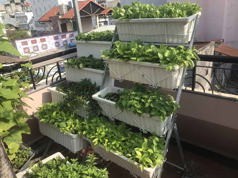 Sân thượng nhỏ trồng rau sạch tại nhà