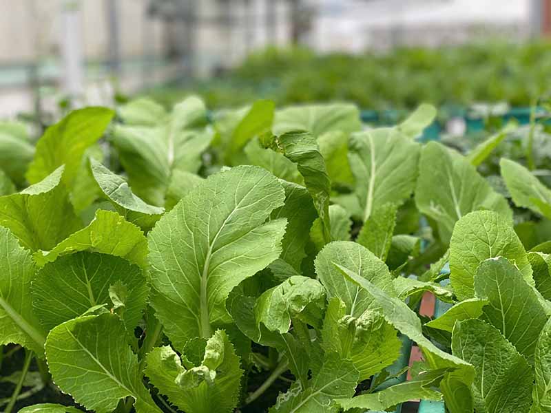 Sân thượng nhỏ trồng rau sạch tại nhà