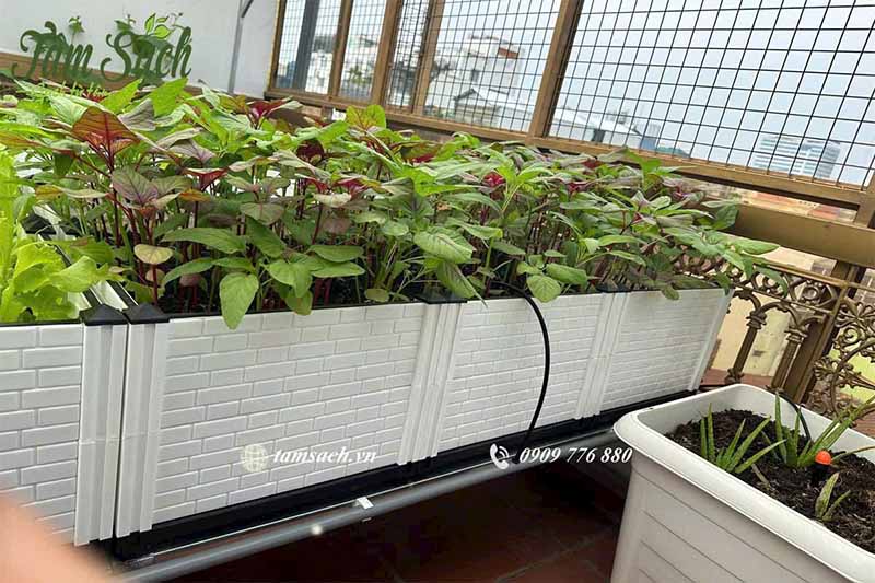 Sân thượng nhỏ trồng rau sạch tại nhà
