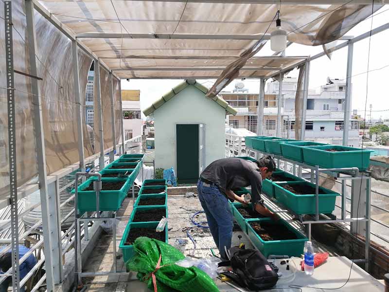 Sân thượng nhỏ trồng rau sạch tại nhà