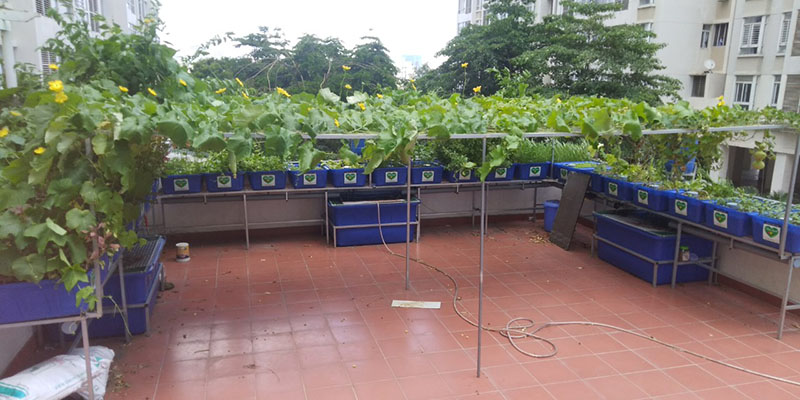 Tâm Sạch trồng rau sạch