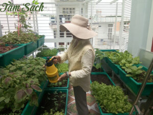 Tâm Sạch trồng rau sạch