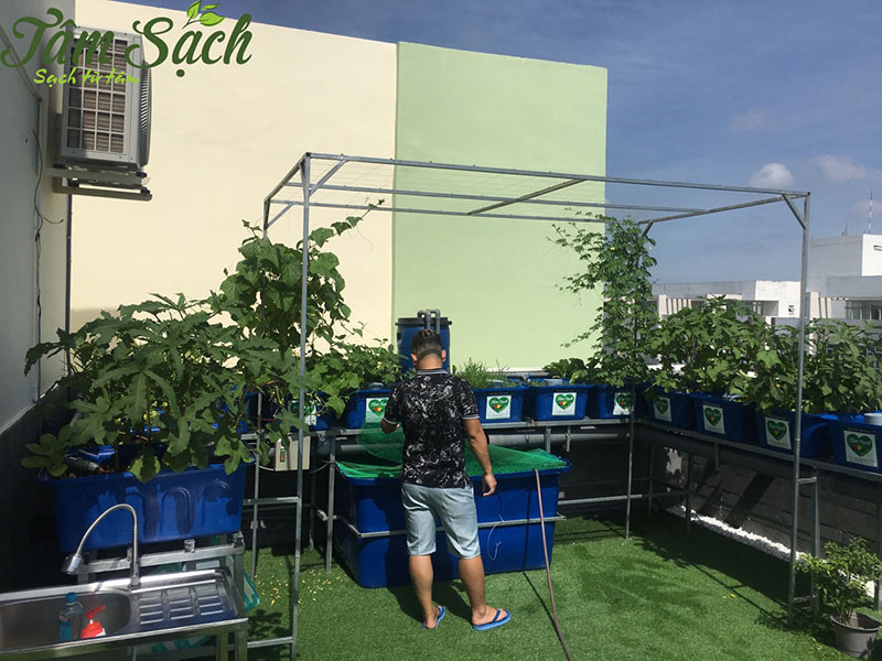 Tâm Sạch trồng rau sạch