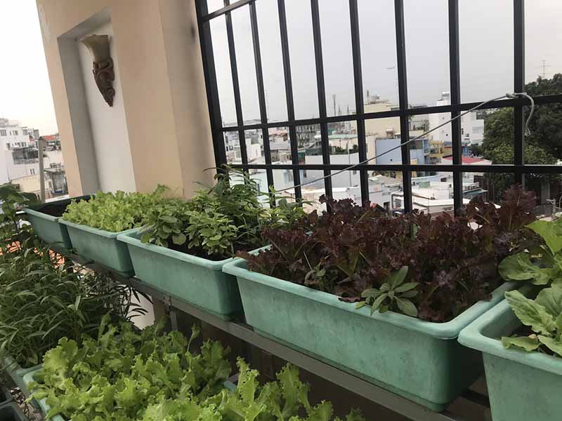 Trồng rau khu vực thiếu sáng