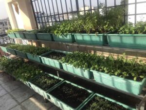 Trồng rau khu vực thiếu sáng