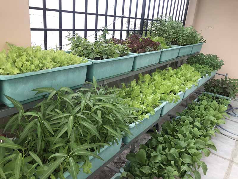 Trồng rau khu vực thiếu sáng