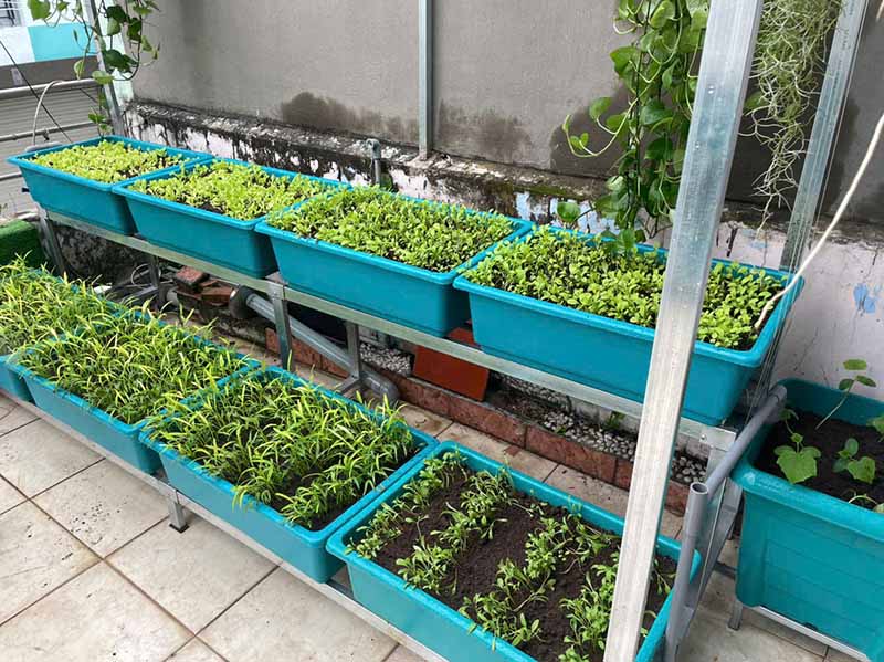 Trồng rau khu vực thiếu sáng