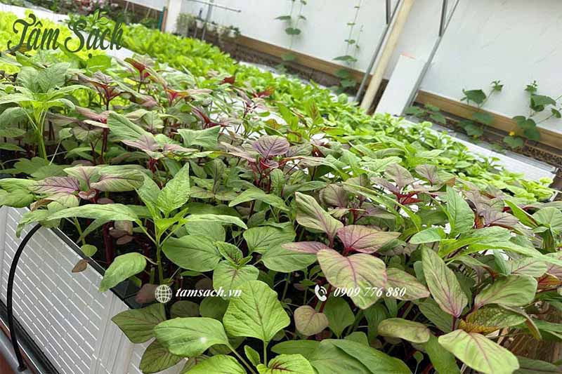 Trồng rau khu vực thiếu sáng