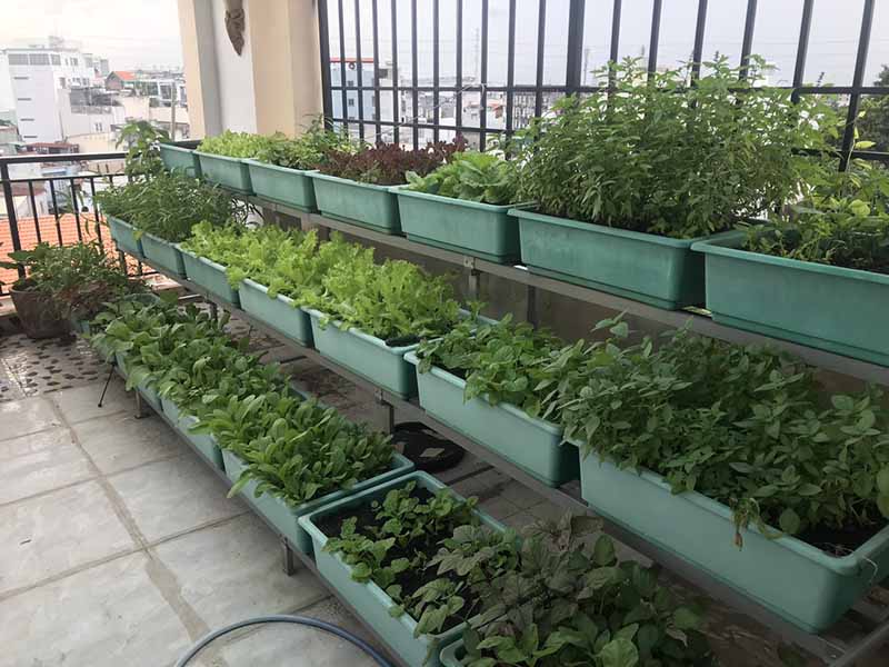 Trồng rau khu vực thiếu sáng