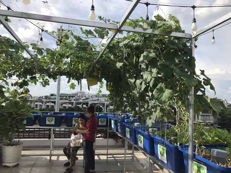 Trồng rau sân thượng và ban công