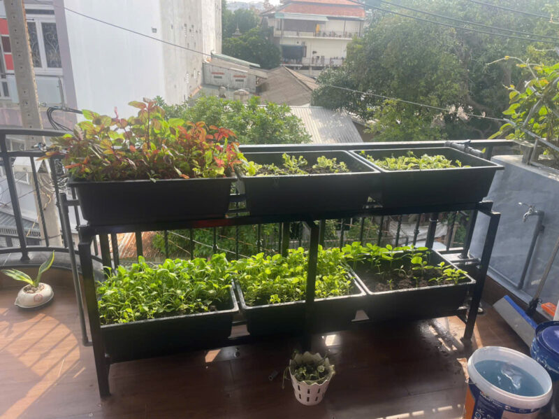Trồng rau sân thượng và ban công