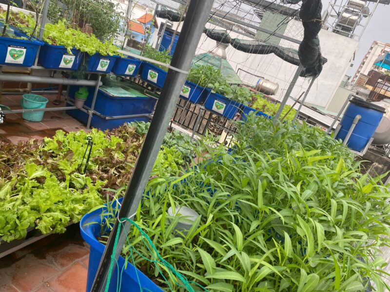 Trồng rau sân thượng và ban công