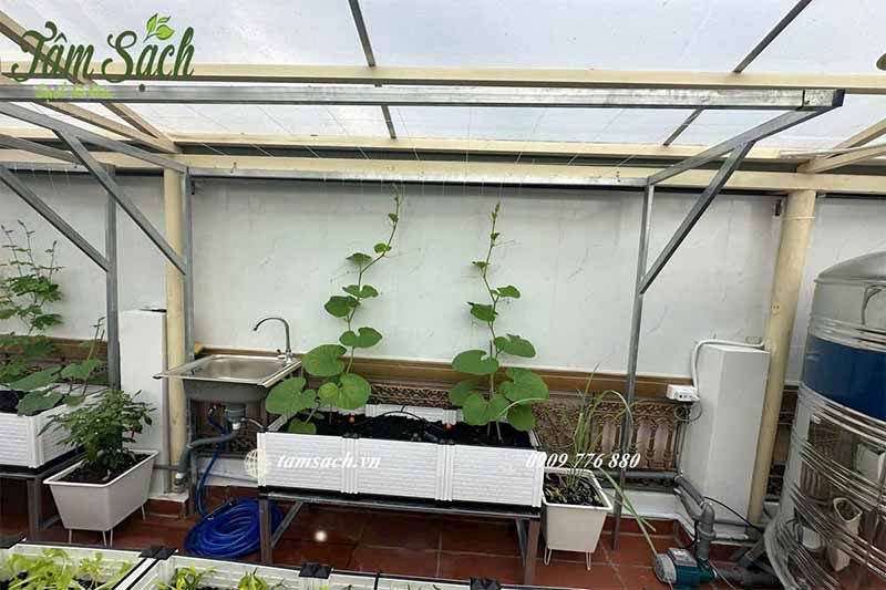 Trồng rau sân thượng và ban công