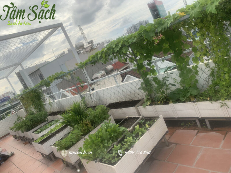Trồng rau sân thượng và ban công