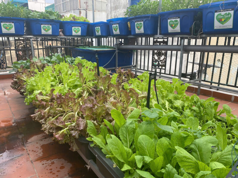 Trồng rau sân thượng và ban công