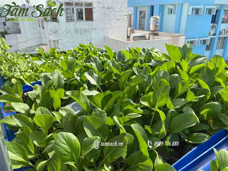 Tự thi công vườn rau sân thượng