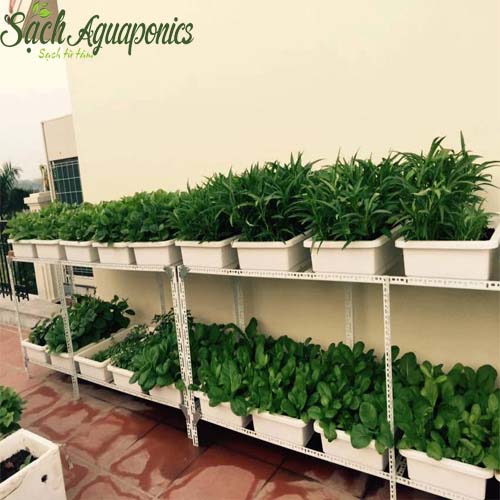 Bố trí vườn rau sân thượng