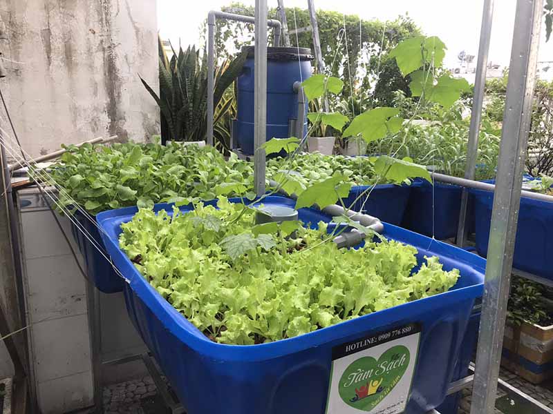 Bố trí vườn rau sân thượng