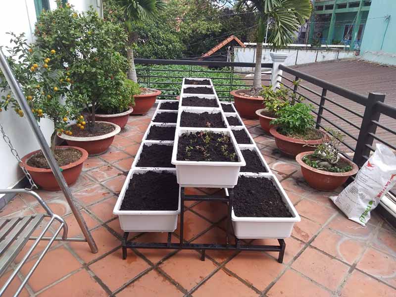 Bố trí vườn rau sân thượng