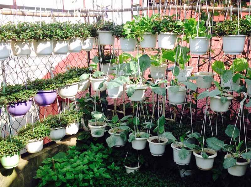 Bố trí vườn rau sân thượng