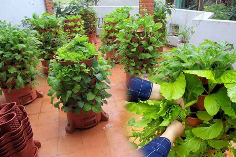 Mẫu vườn rau sân thượng đẹp