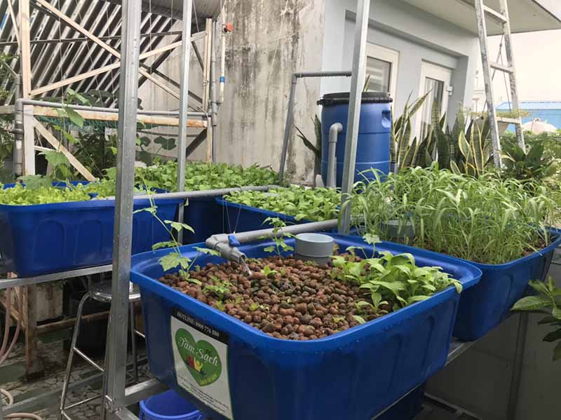 Mẫu vườn rau sân thượng đẹp