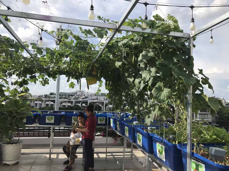 Mẫu vườn rau sân thượng đẹp