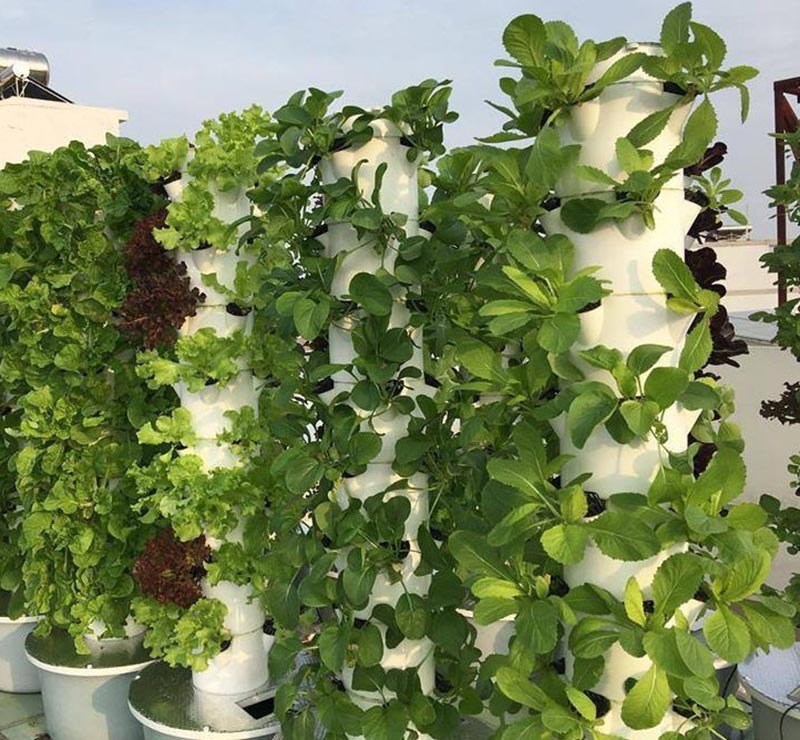 Mẫu vườn rau sân thượng đẹp