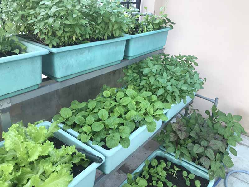 Sai lầm trồng rau sân thượng