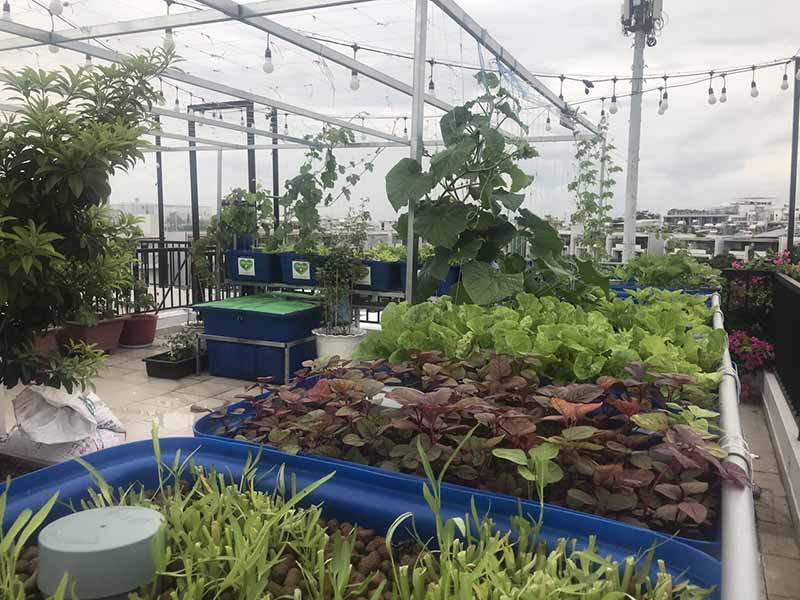 Sai lầm trồng rau sân thượng