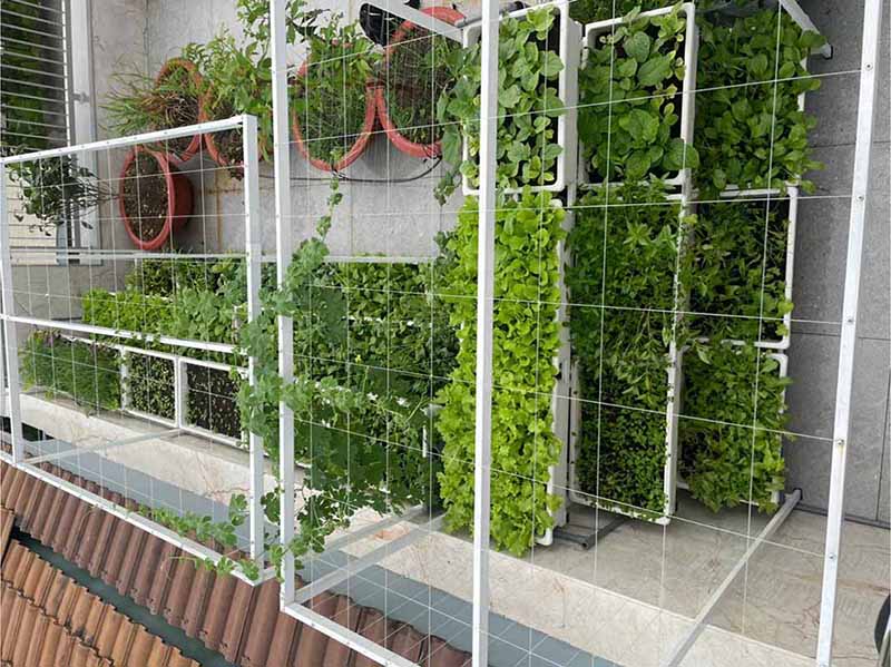 Sai lầm trồng rau sân thượng