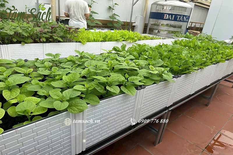 Sai lầm trồng rau sân thượng