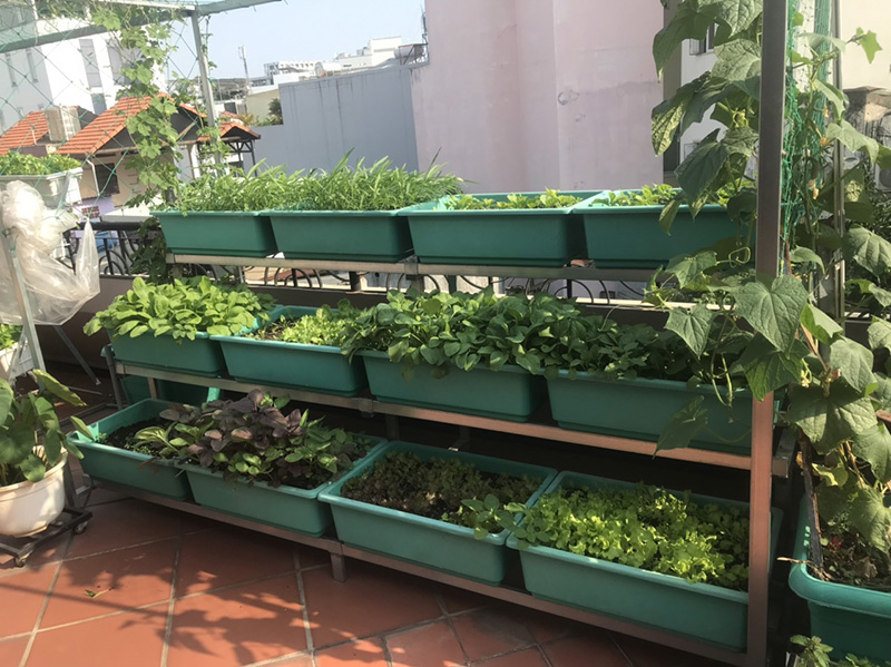 Sai lầm trồng rau sân thượng