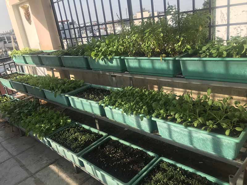 Thi công vườn rau tại nhà