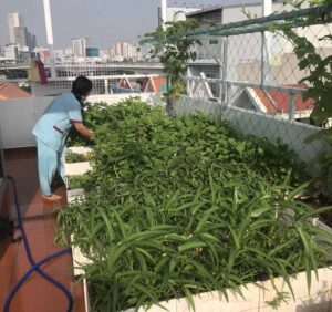 Thi công vườn rau tại nhà