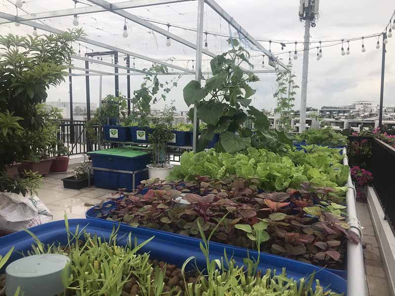 Thi công vườn rau tại nhà