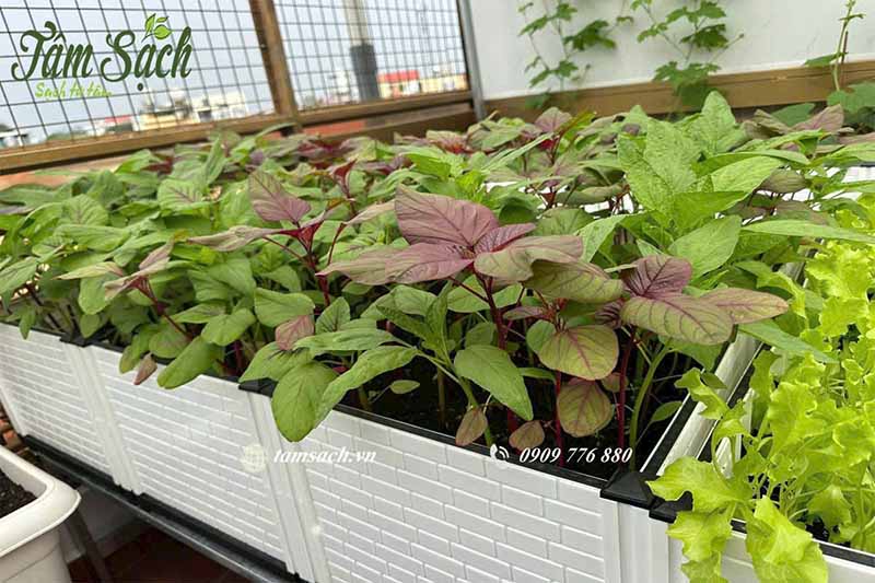 Thiết kế vườn trồng rau sân thượng