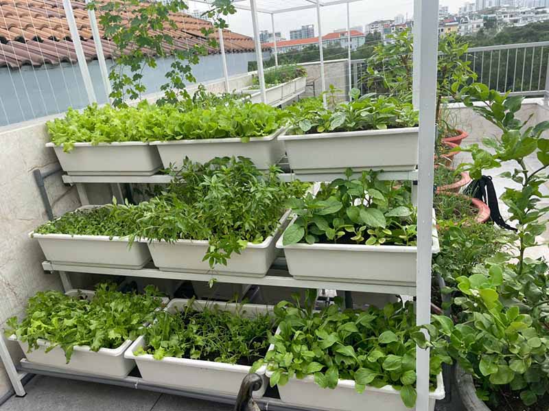 Thiết kế vườn trồng rau sân thượng
