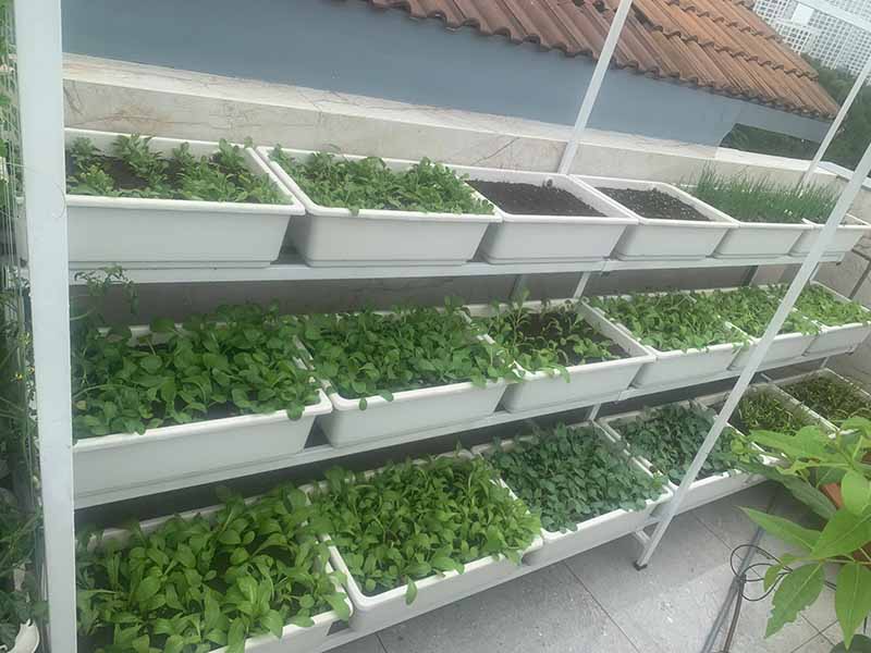 Thiết kế vườn trồng rau sân thượng