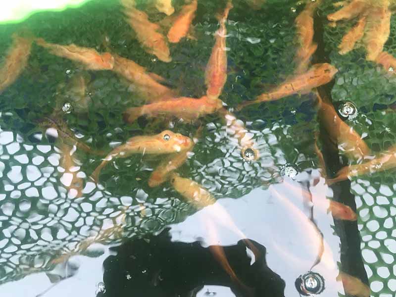 Thiết kế vườn trồng rau sân thượng