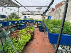 Thiết kế vườn trồng rau sân thượng