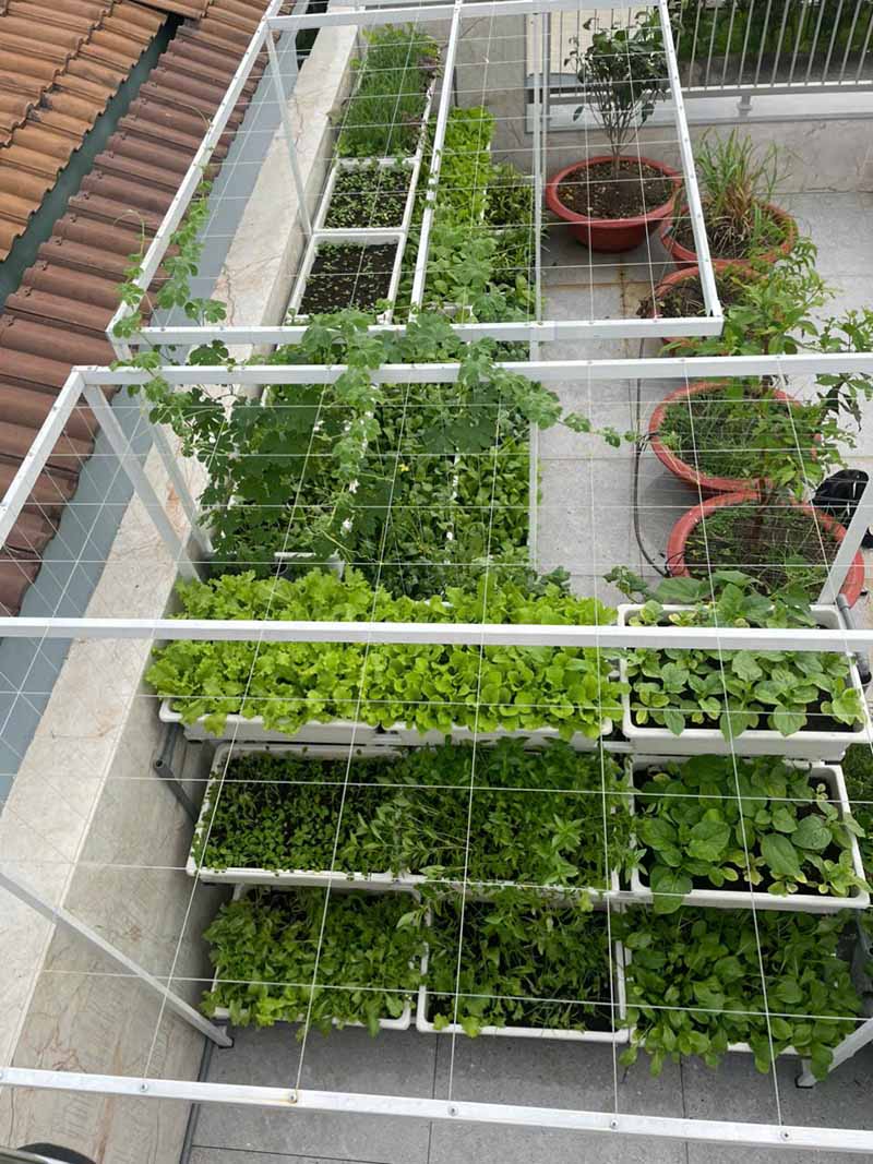 Vườn trồng rau trên sân thượng