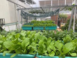 Vườn trồng rau trên sân thượng