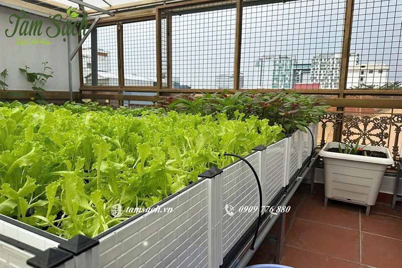 Vườn trồng rau trên sân thượng