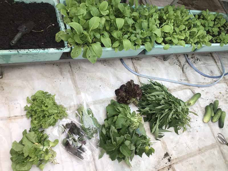 Cách bảo quản rau tươi lâu